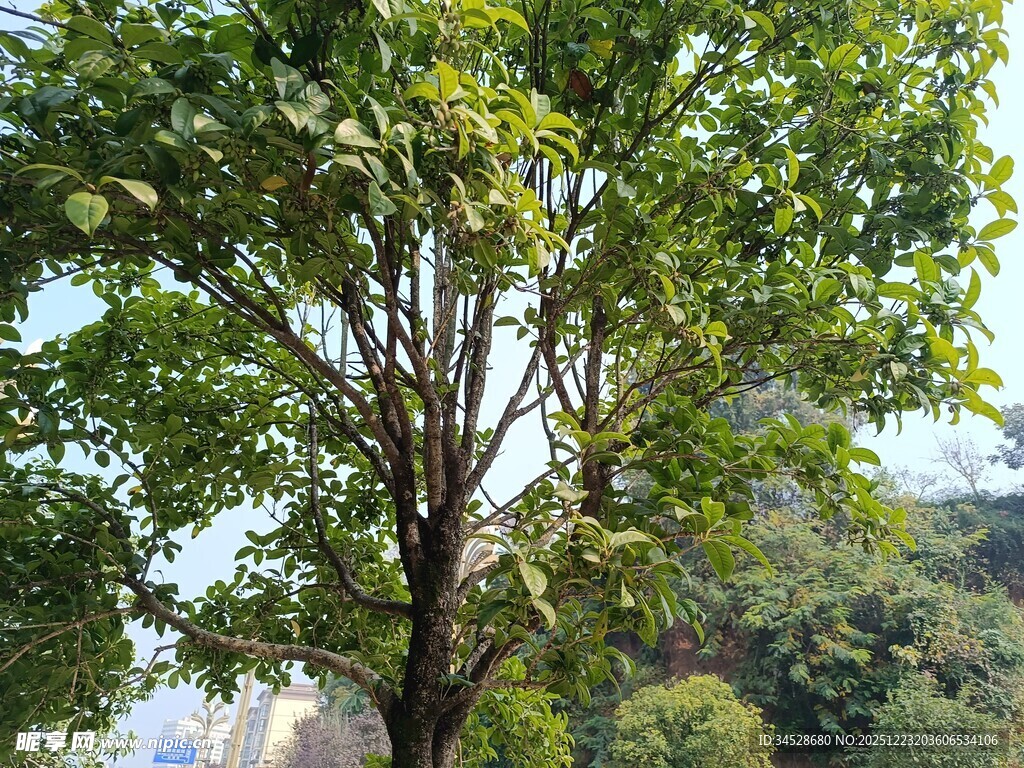 阳光下的葱郁大树