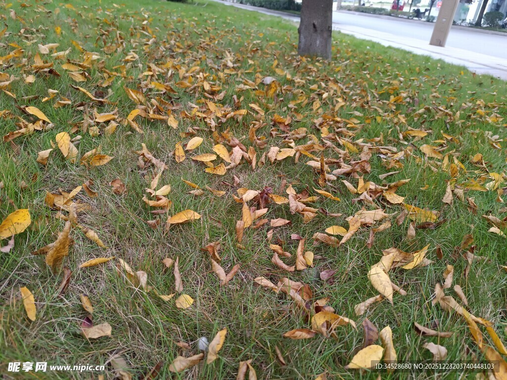 树下落叶铺就秋日美景