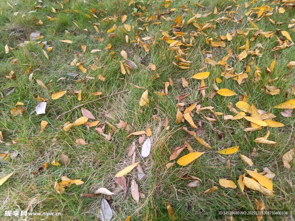秋日草地落叶景象