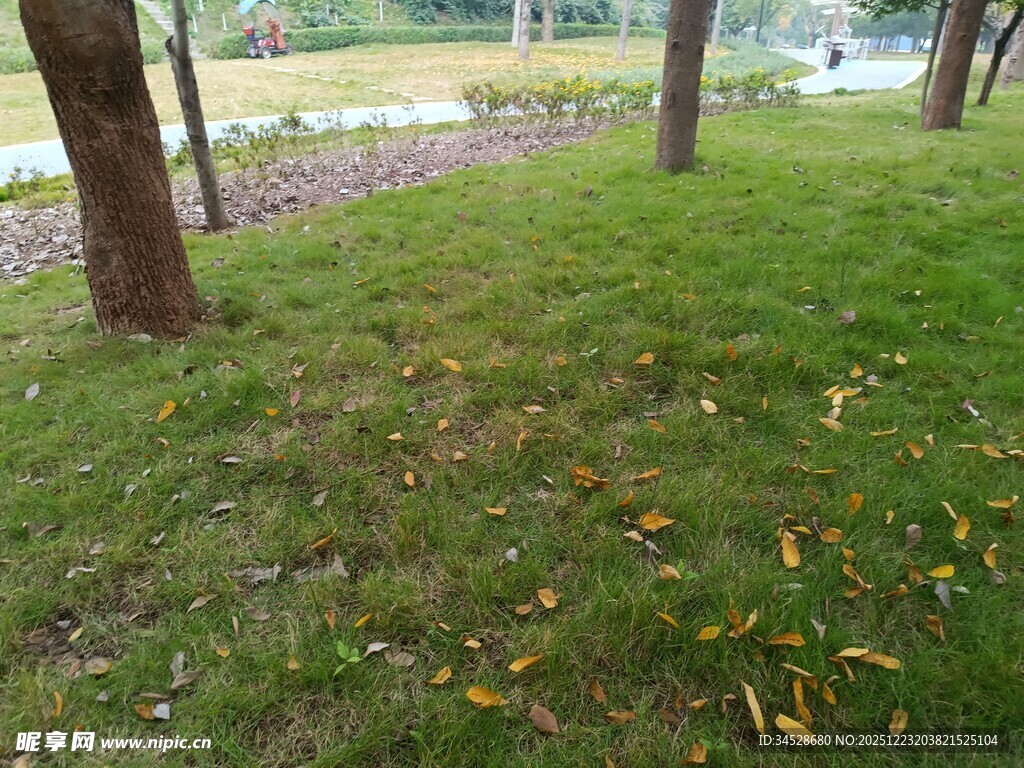 公园草地及树木景观