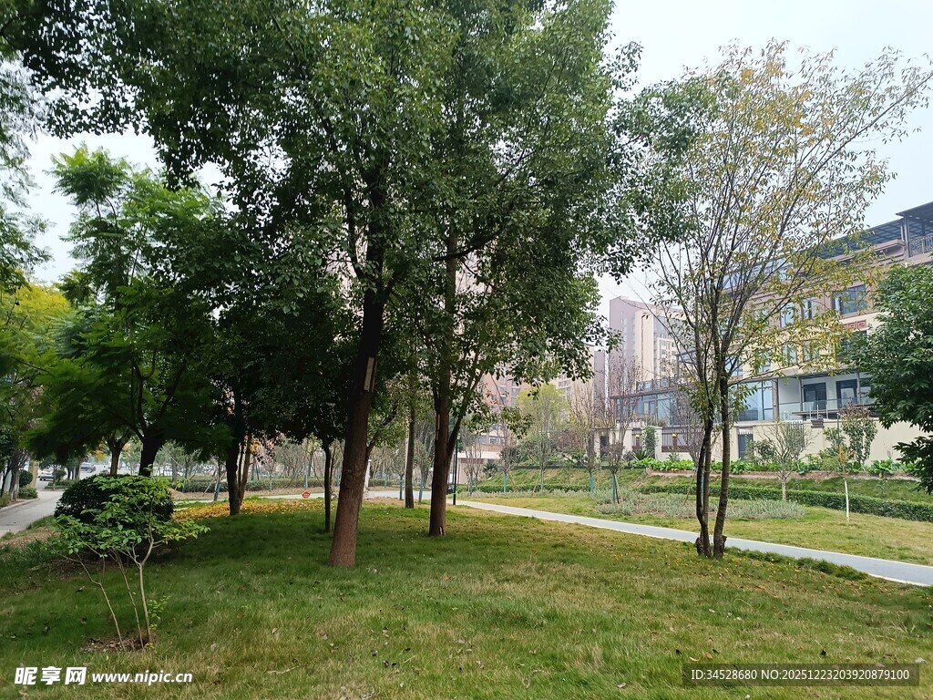 校园绿意盎然的林间小道