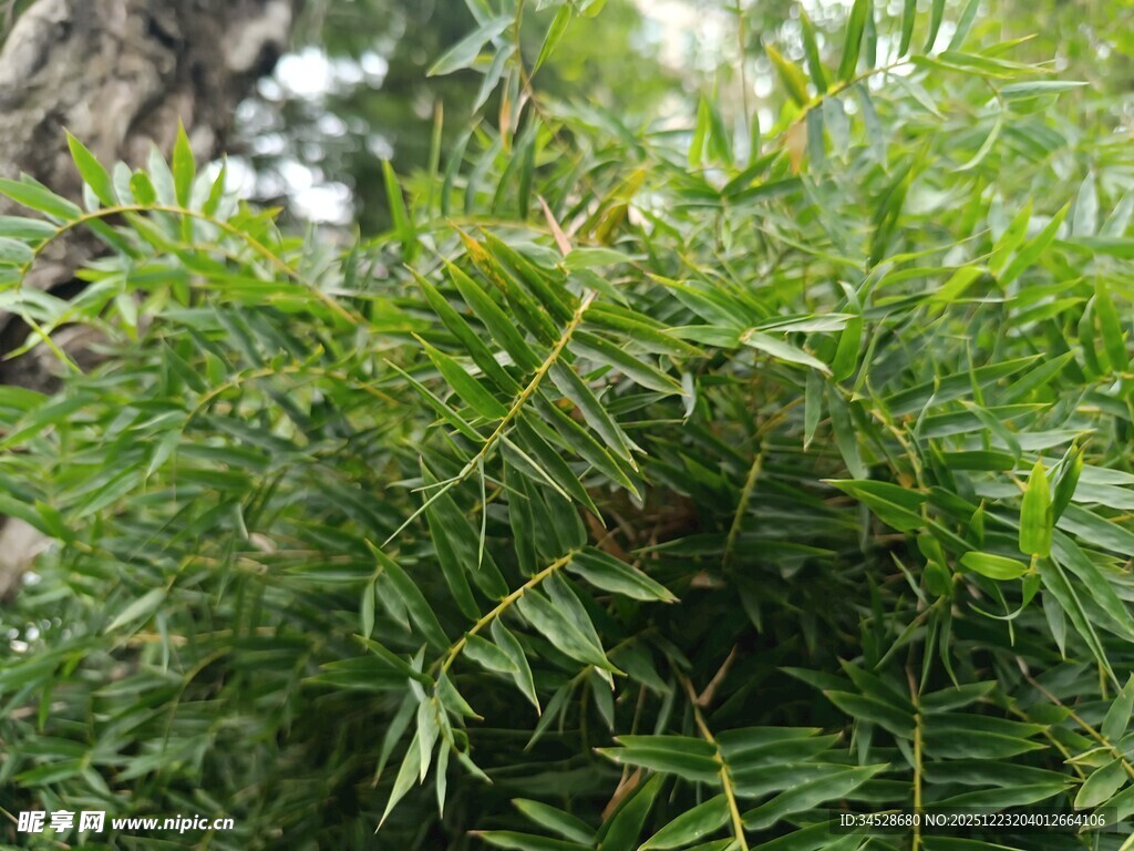翠绿竹叶生机勃勃