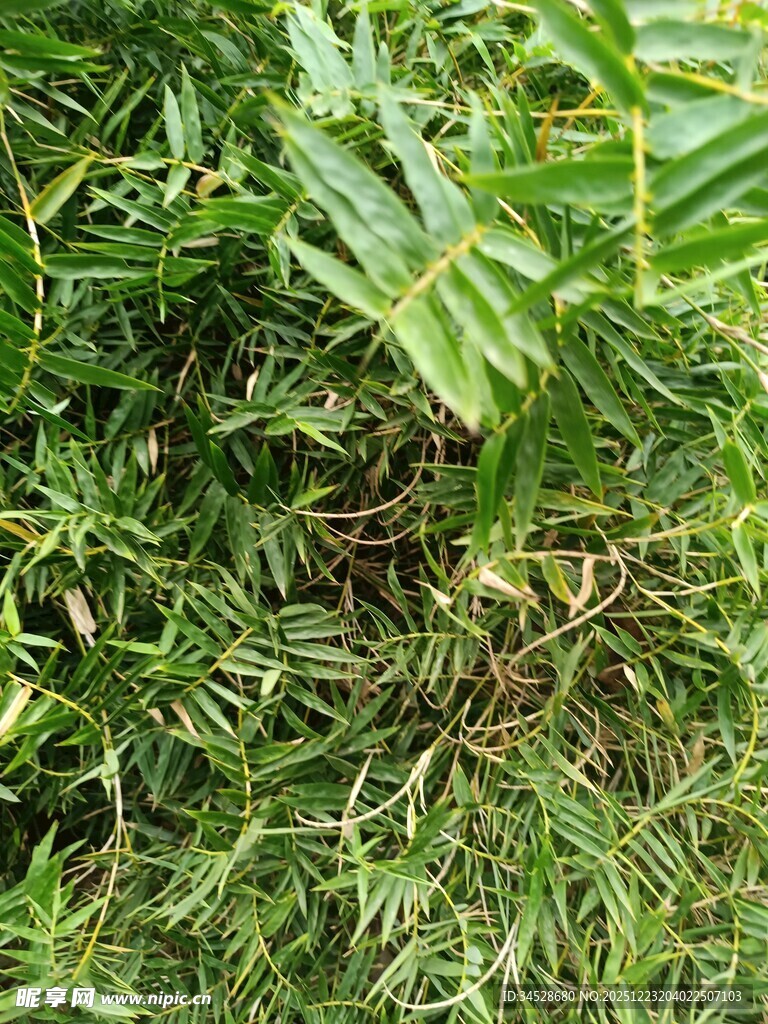 茂密绿植中的自然景象