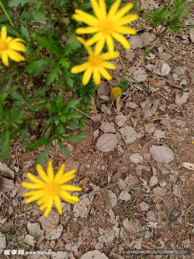 石缝间绽放的黄色小花