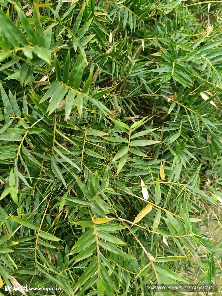 翠绿繁茂的植物叶片