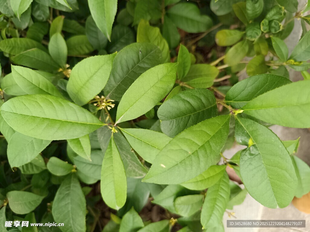 翠绿叶片植物特写