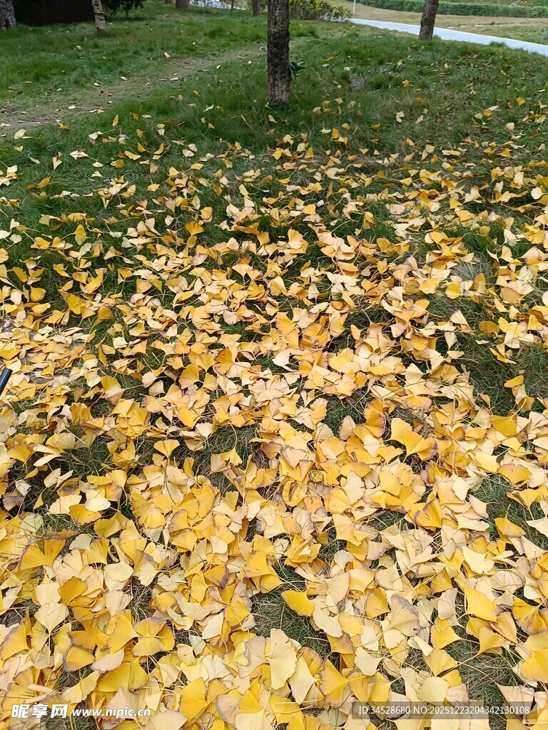 秋日落叶铺满草地美景