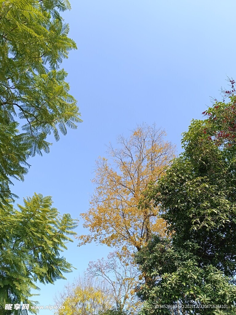 秋日树梢与蓝天美景