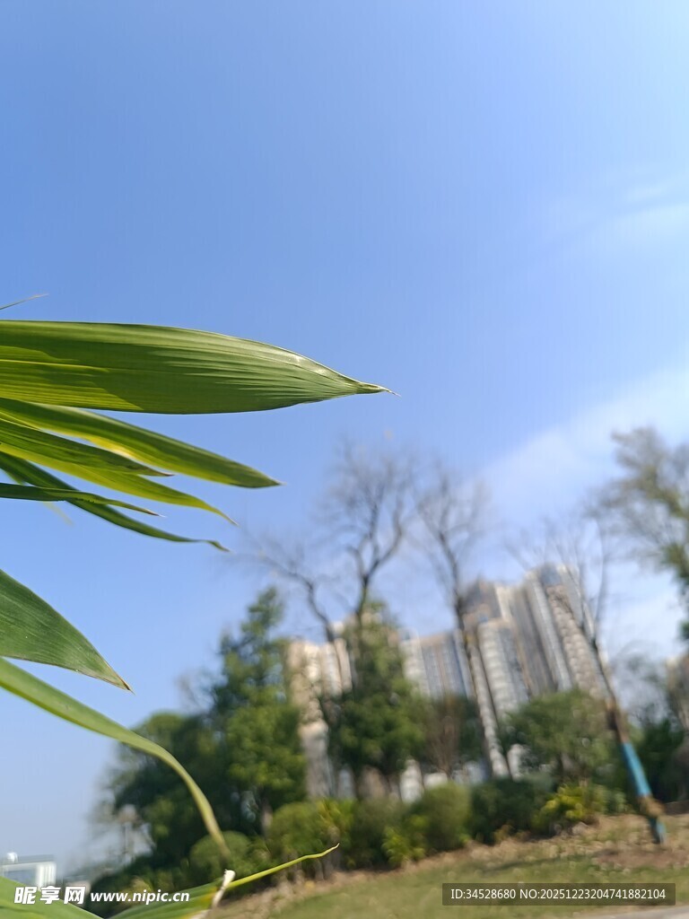 城市中的绿植与蓝天景观