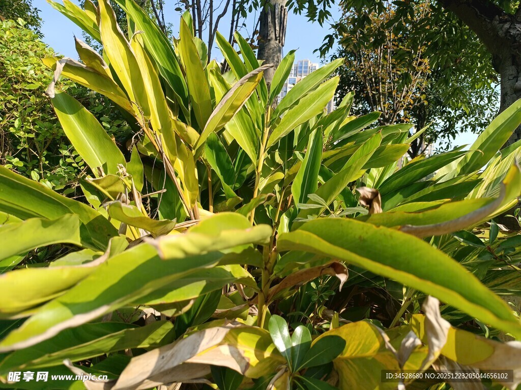 翠绿繁茂的热带植物景观