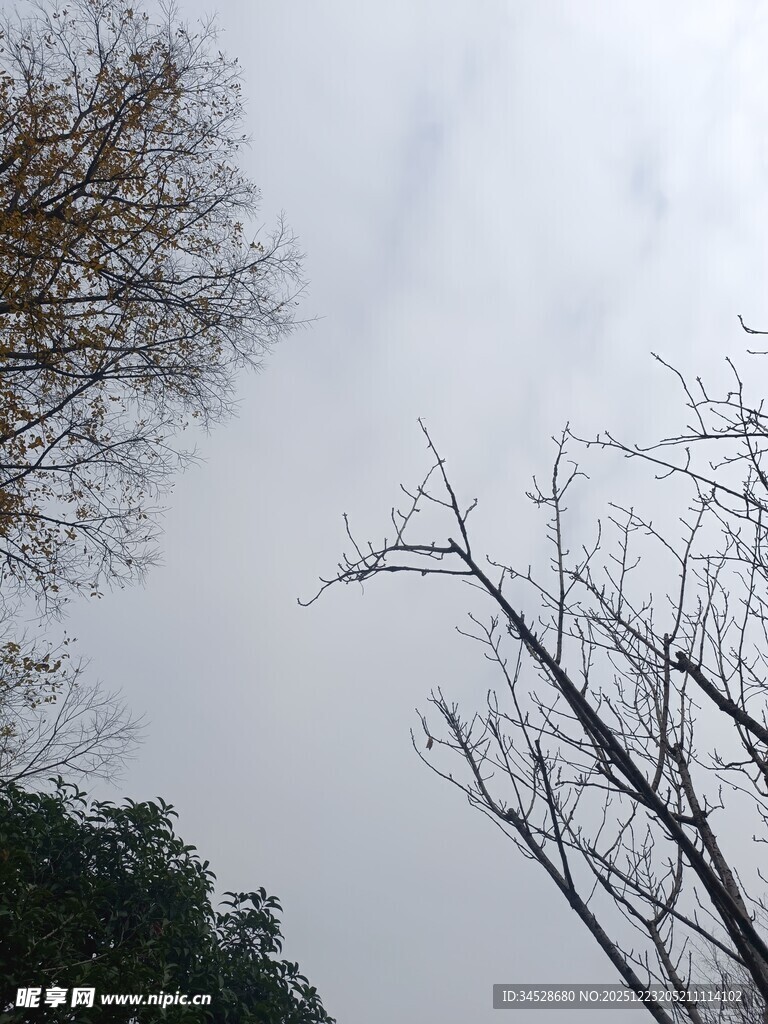 仰视天空中的树木枝干