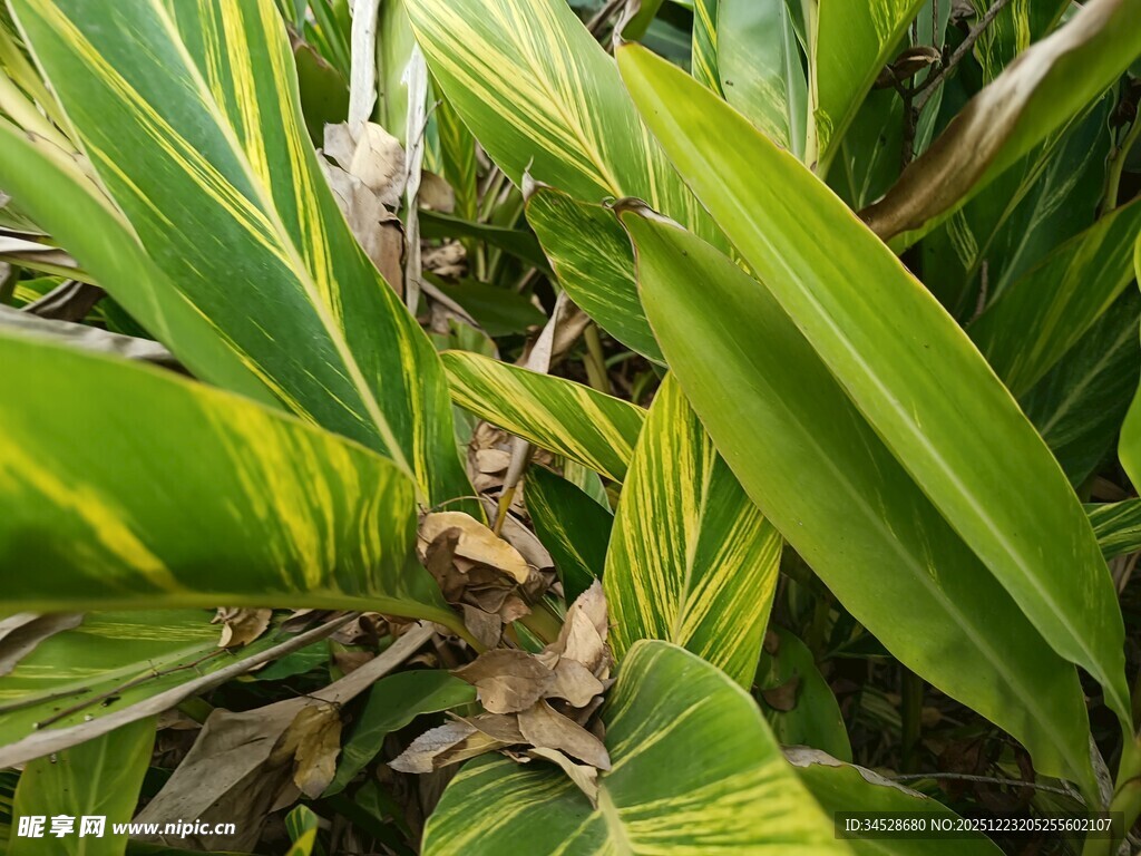 翠绿植物叶片特写