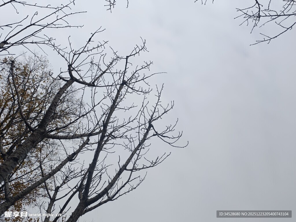 冬日枯树与灰白天空