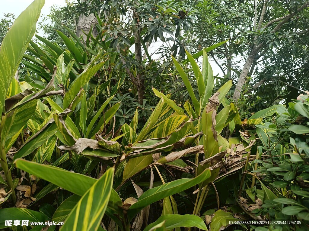 茂密丛林中的绿色植物
