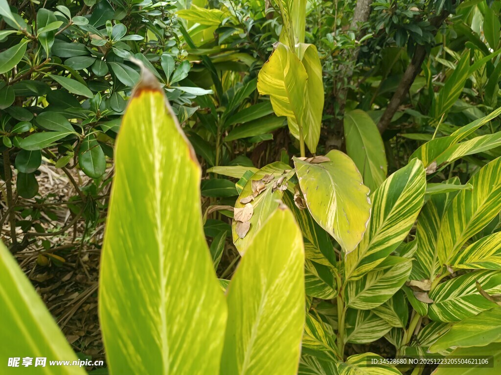 翠绿植物叶片特写