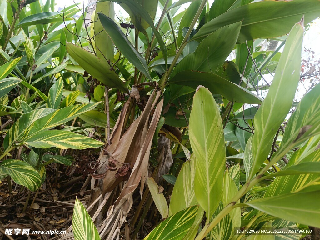 茂密绿植中的奇特根茎
