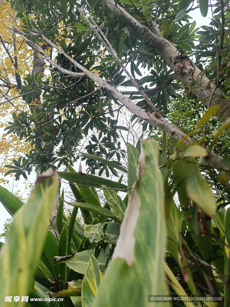 繁茂绿植中的树枝景象