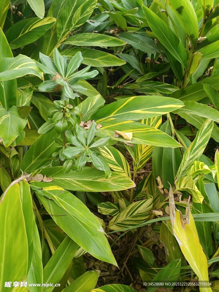 翠绿繁茂的热带植物景观