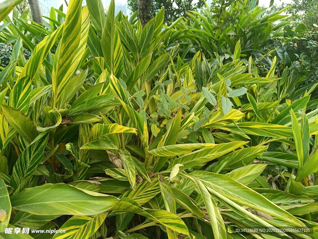 翠绿斑斓的观赏竹植物