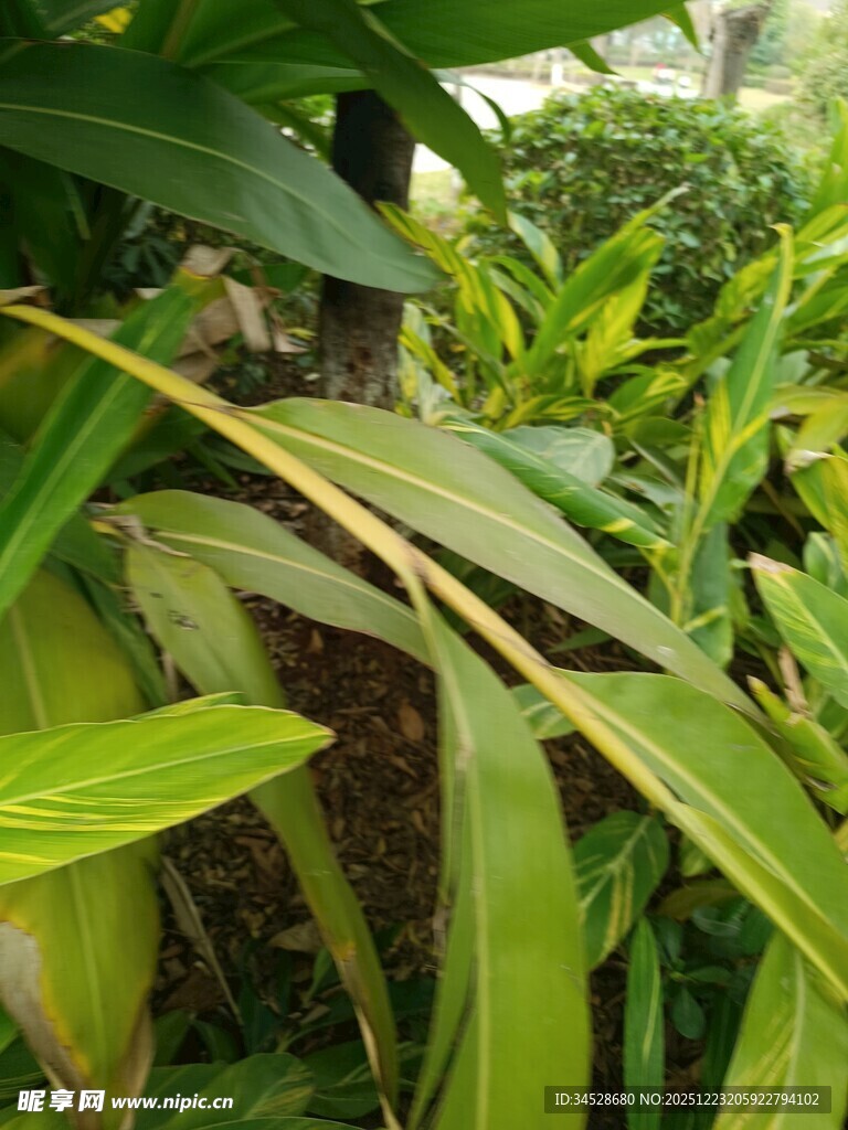 翠绿植物叶片特写