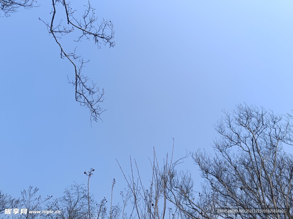 蓝天枯枝景象