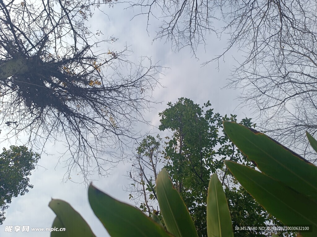 仰视树木与天空的自然景象