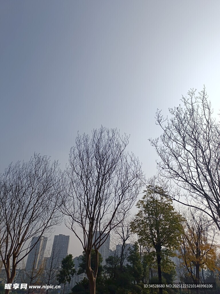 冬日城市中光秃树木景象