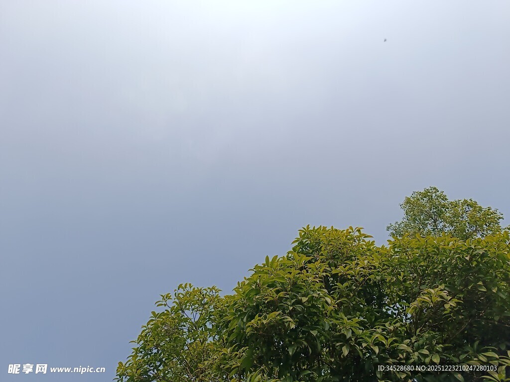 阳光下的葱郁树冠