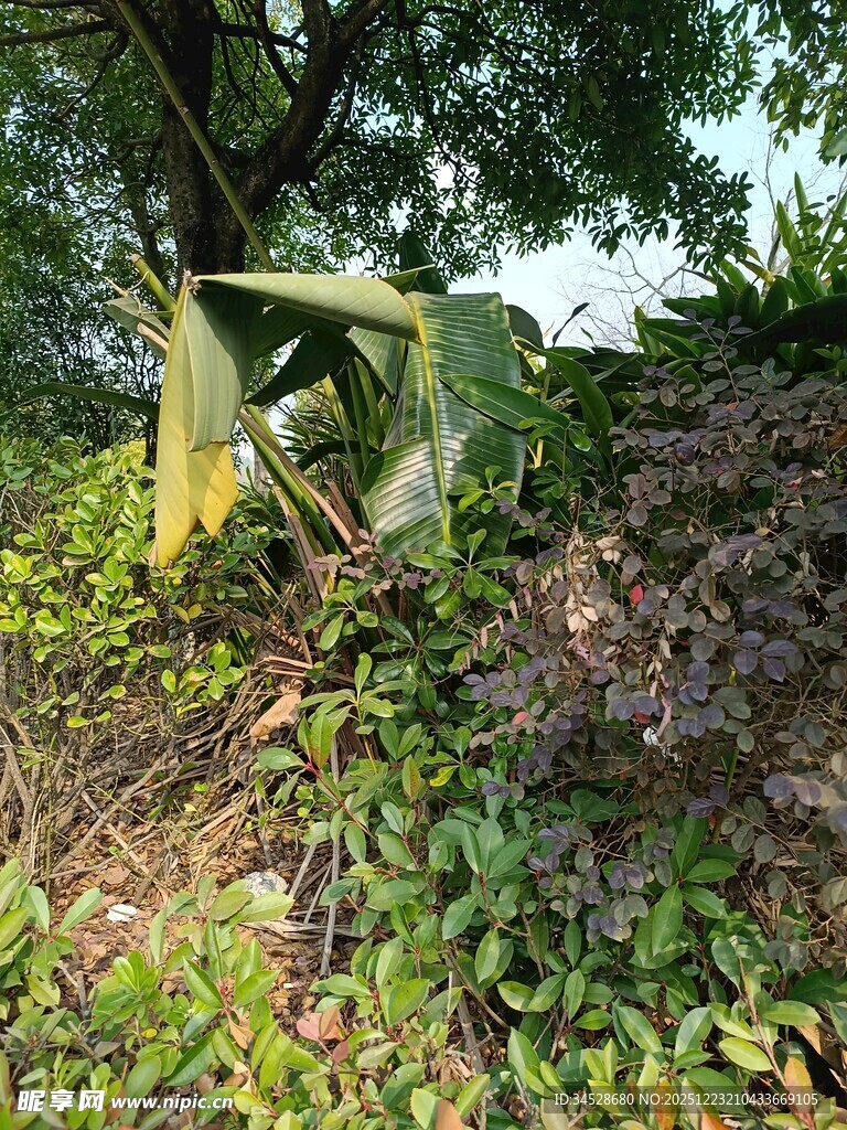 野外绿植覆盖的倾斜物体