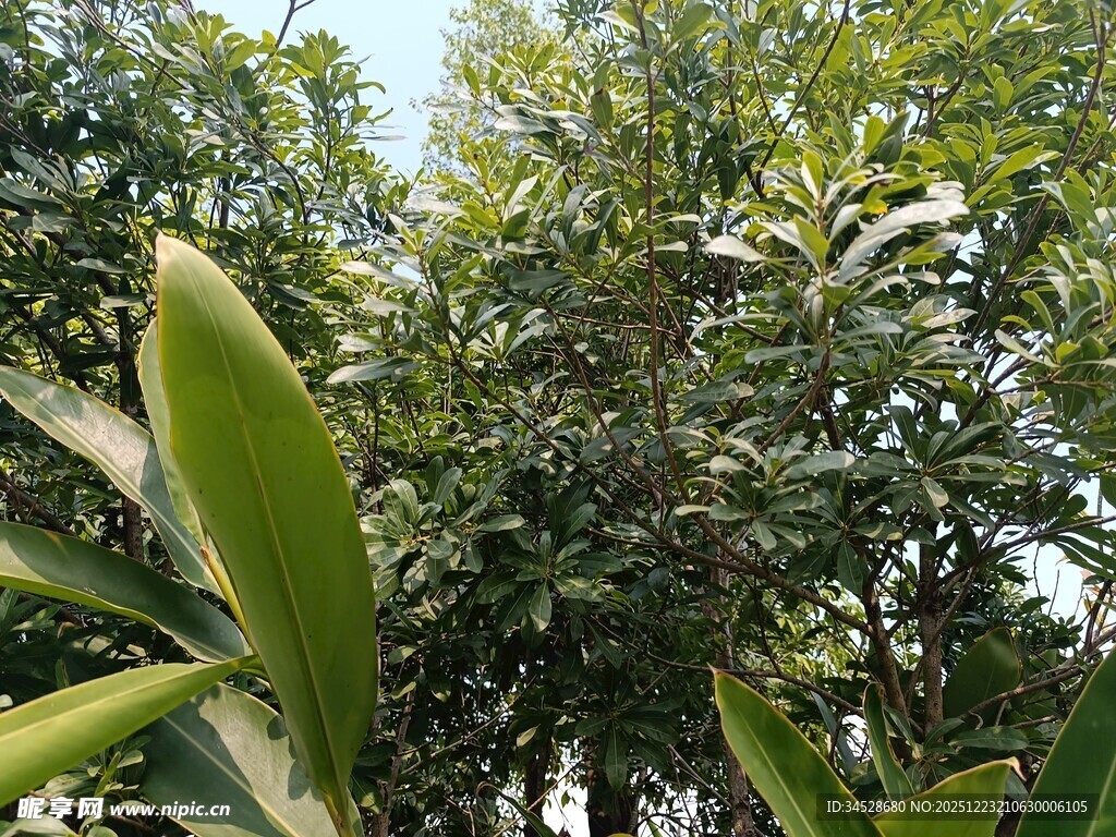 绿叶繁茂的树木景观