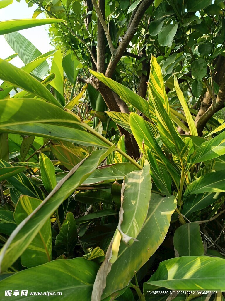 翠绿植物枝叶特写