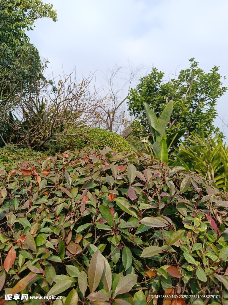 繁茂绿植景观