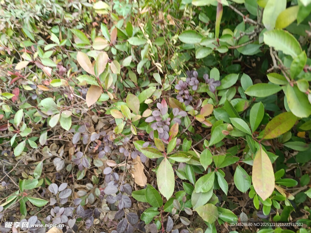 地面繁茂绿植景象