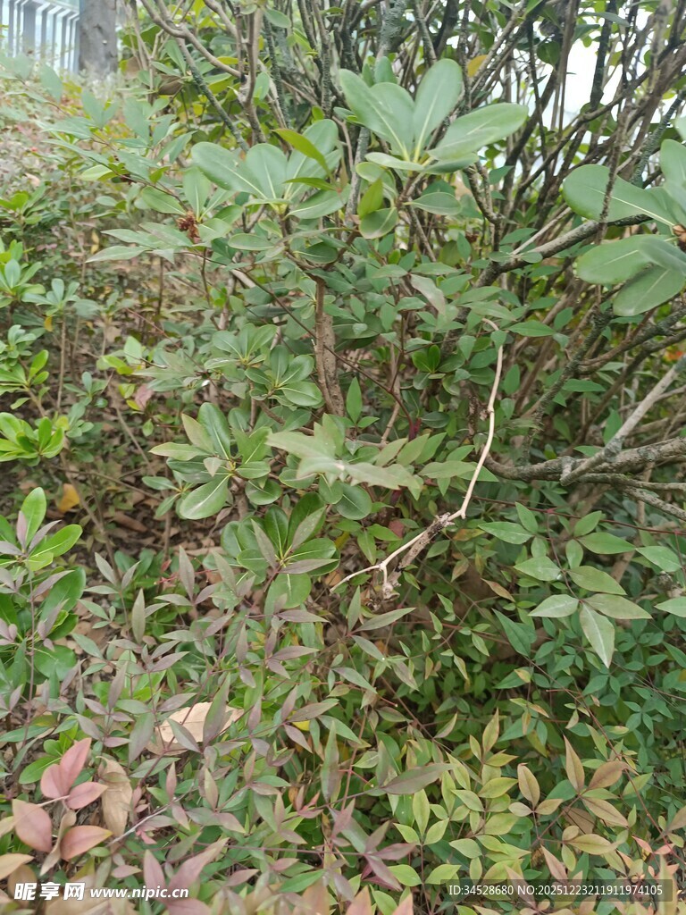 野外繁茂的绿色植物