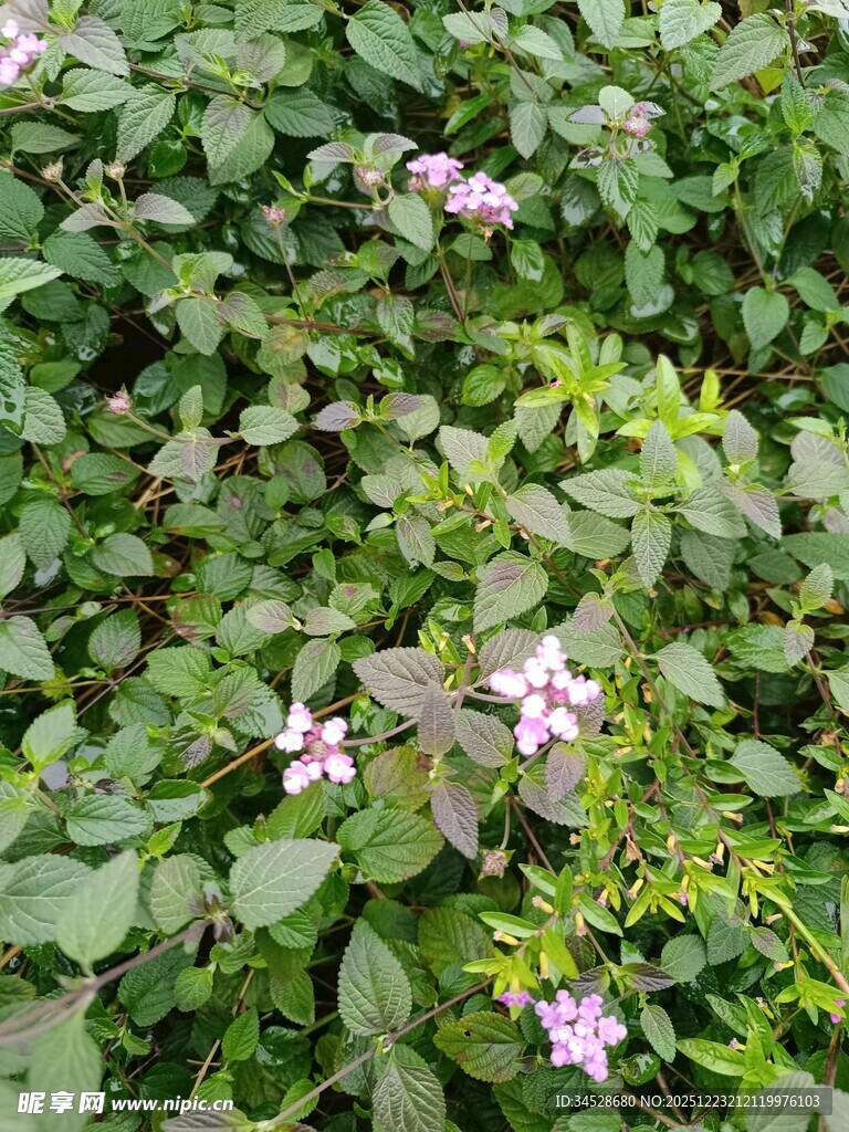 绿叶丛中的粉色小花