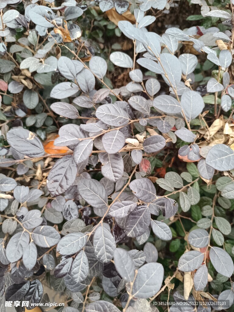 银斑绿叶植物特写