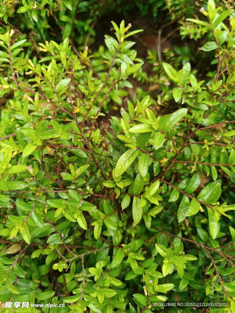 翠绿繁茂的植物枝叶