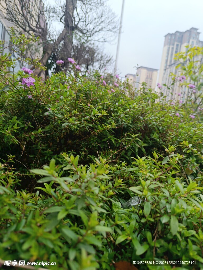 城市中的繁茂绿植景观