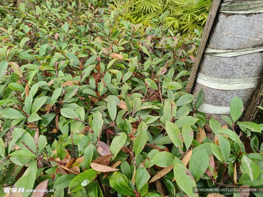 绿叶植物近景特写