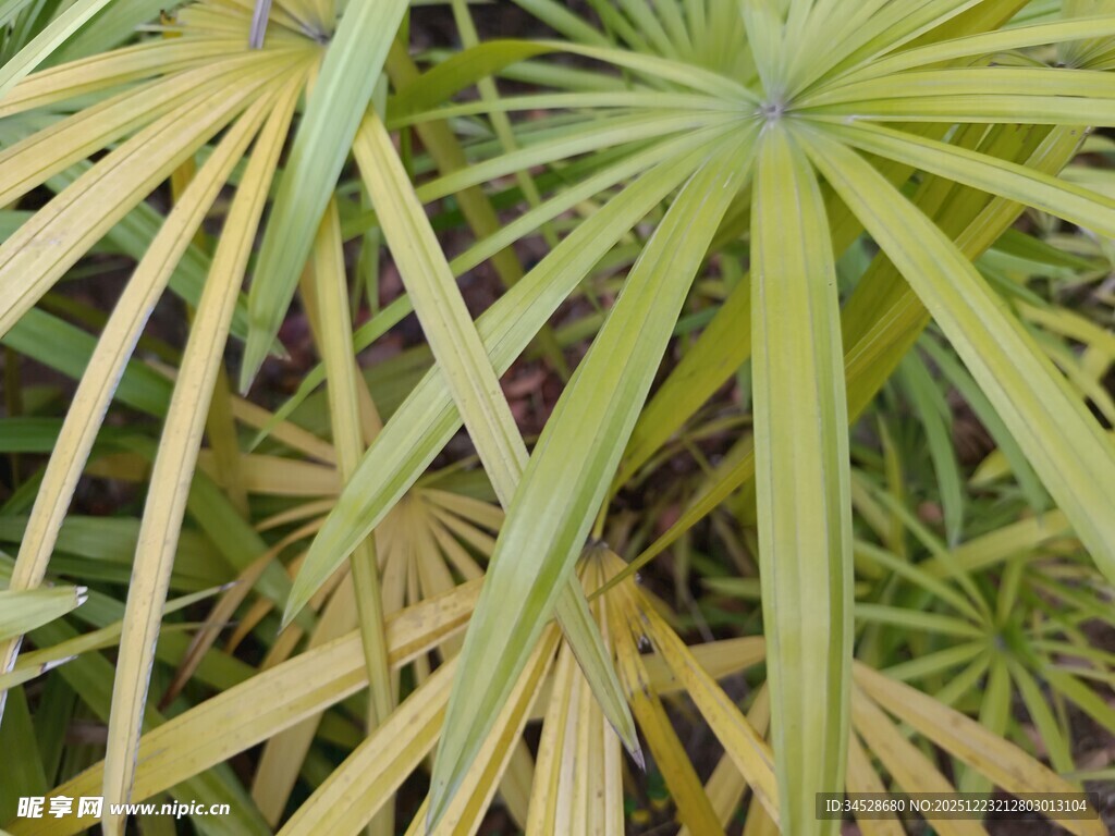 黄绿相间的扇形叶片植物