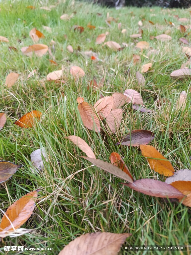 草地上的缤纷落叶