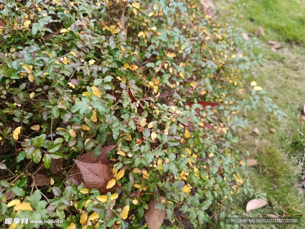 绿叶繁茂的植物景观