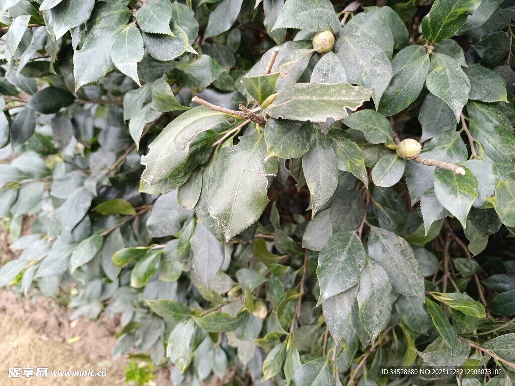 绿叶繁茂的植物景象