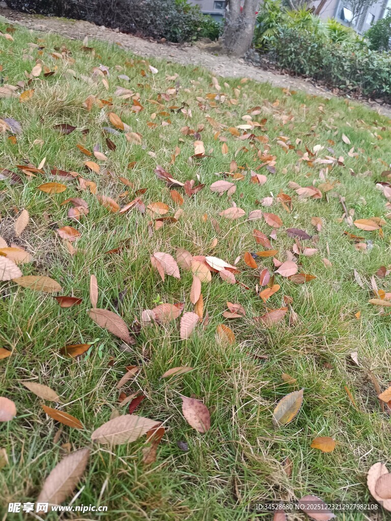 草地上的缤纷落叶