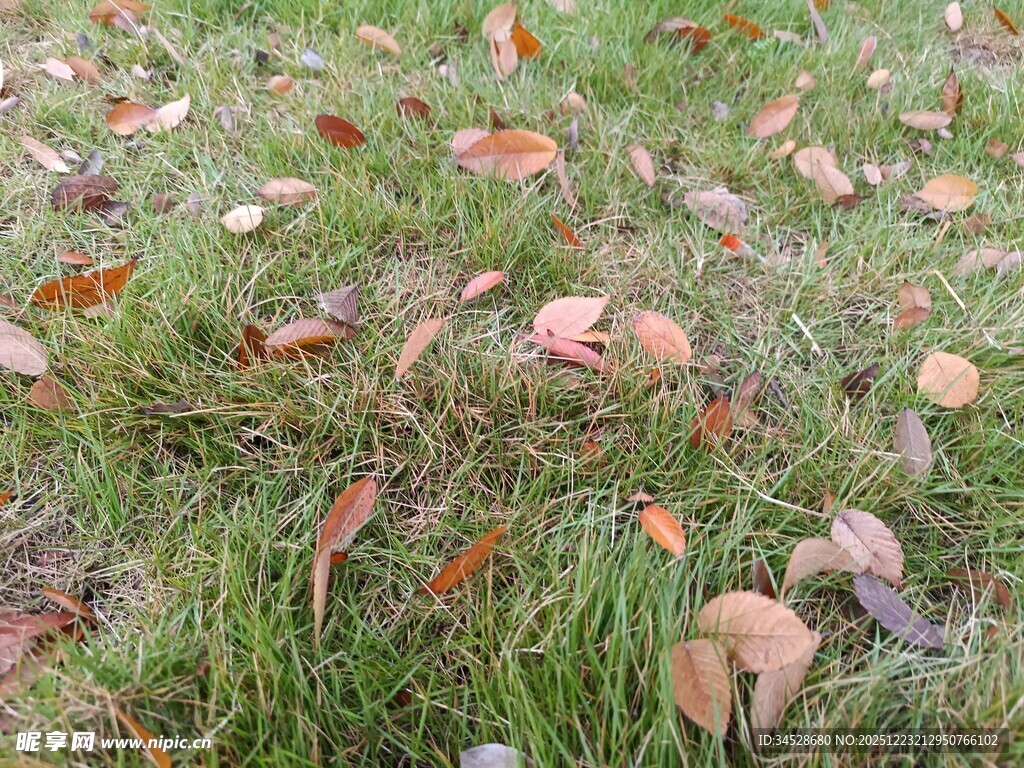 草地上的缤纷落叶