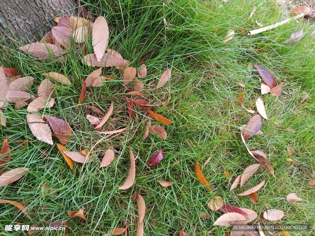 草地上的缤纷落叶