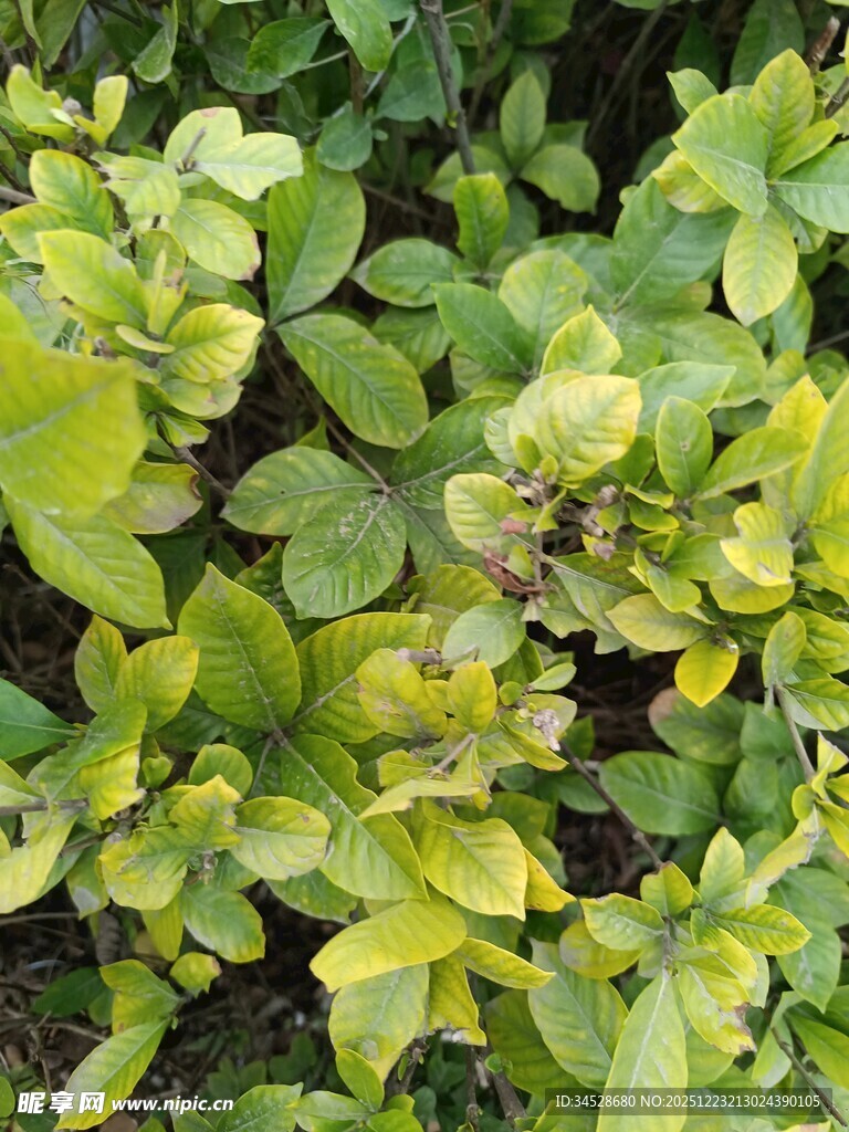 黄绿相间的植物叶片