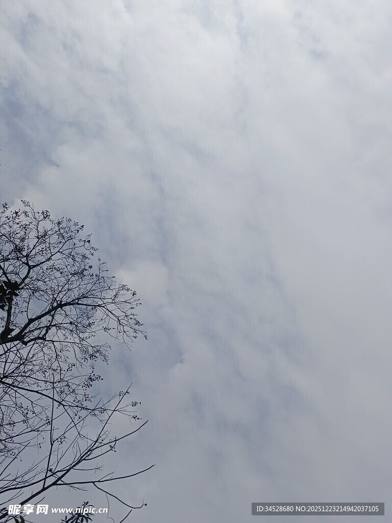 冬日枝头与朦胧天空