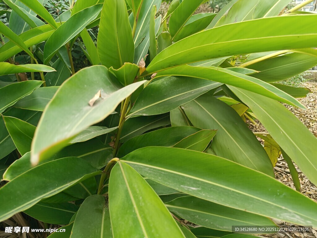 翠绿阔叶植物特写