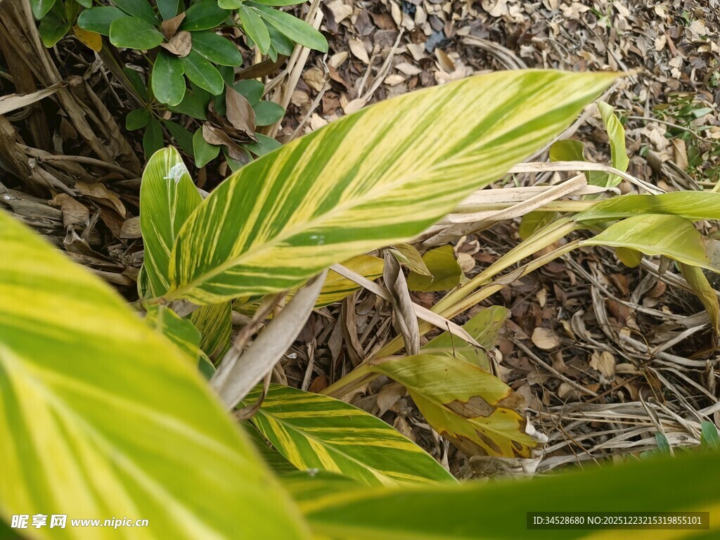 黄绿条纹叶片植物特写